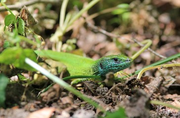 Green lizard Lacerta viridis close up