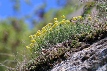 Blooming Alyssum borzaeanum in the mountains in spring