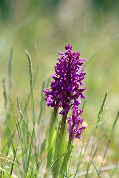 Blooming Orchis morio in the forest in spring