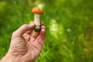 hand holds small edible mushroom boletus with orange cap