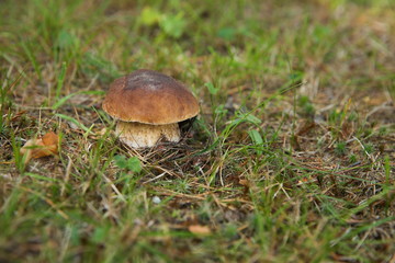porcini mushroom boletus close up in the forest with copy space. fairy forest concept