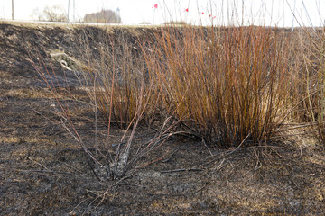 scorched grass on the field after a fire