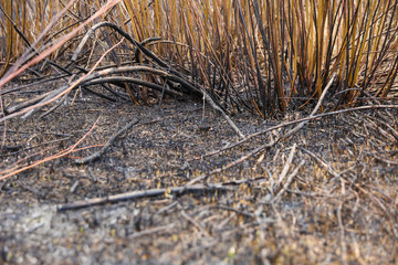 scorched grass on the field after a fire