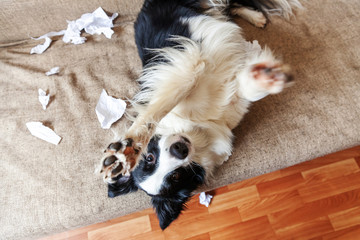 Naughty playful puppy dog border collie after mischief biting toilet paper lying on couch at home. Guilty dog and destroyed living room. Damage messy home and puppy with funny guilty look.