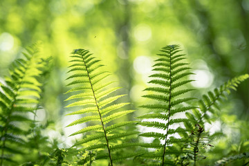 Fern in the forest ambient Light through the trees