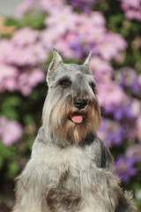 Portrait of a gray miniature schnauzer dog