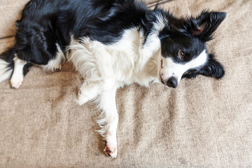 Funny portrait of cute smilling puppy dog border collie on couch. New lovely member of family little dog at home gazing and waiting for reward. Pet care and animals concept