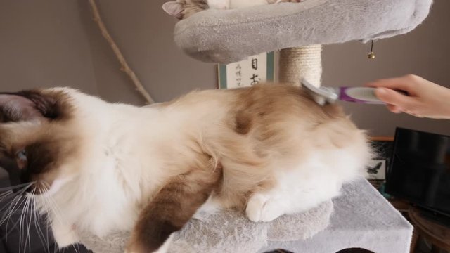 Brushing a ragdoll briman male cat on a cat tree
