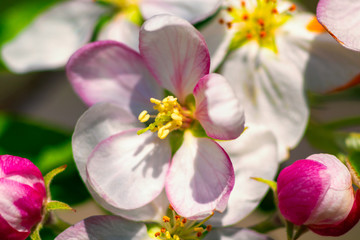 Fototapeta na wymiar Pink and white apple blossom at spring morning