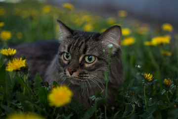 in spring a striped furry cat walks in the bushes and curiously explores and sniffs the green grass and yellow dandelion flowers