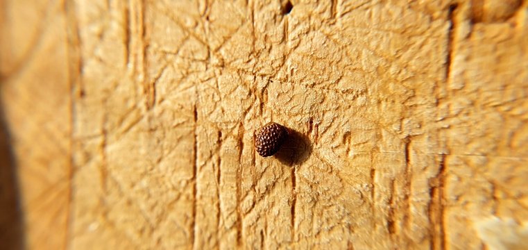 Uova di insetto su sfondo legno