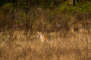 Wild tiger in action and stalking prey walking in grass. A tiger behavior image at dhikala zone safari of jim corbett national park or tiger reserve, Ramnagar, uttarakhand, india - panthera tigris