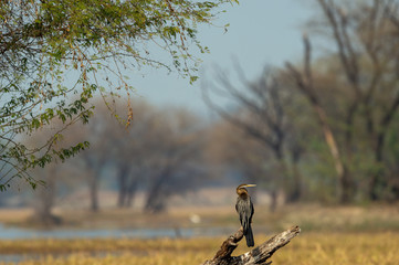 Oriental darter or Indian darter perched on branch in beautiful green background and scenic...