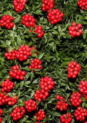 Winterberry (Ilex verticillata) is a deciduous type of holly that grows wild in moist, boggy areas