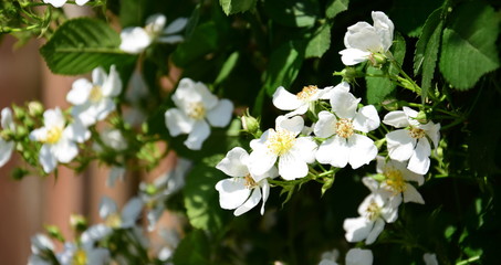Wunderschöne weiße Blüten einer wilde Rose