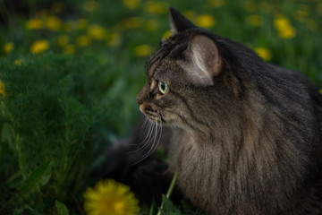 Naklejka na ściany i meble in spring a striped furry cat walks in the bushes and curiously explores and sniffs the green grass and yellow dandelion flowers