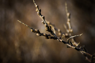 branches of a tree