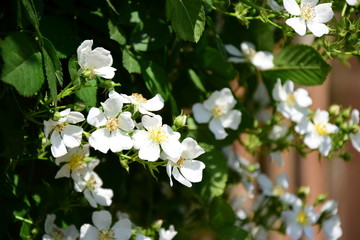 Hintergrund Rosen - Kleine weiße Heckenrose - Wildrosen