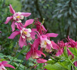 Ancolie caerula spring magic rose ivory