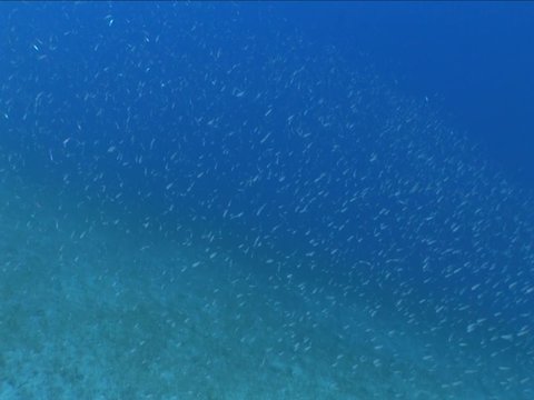 fish scenery underwater sun beams sun rays underwater mediterranean sea sun shine