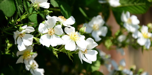 Hintergrund Rosen - Kleine weiße Heckenrose - Wildrosen