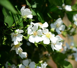 Hintergrund Rosen - Kleine weiße Heckenrose - Wildrosen