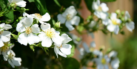 Weiße Wildrosen in Blüte in der Morgensonne