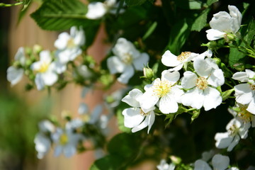 Hintergrund Rosen - Kleine weiße Heckenrose - Wildrosen