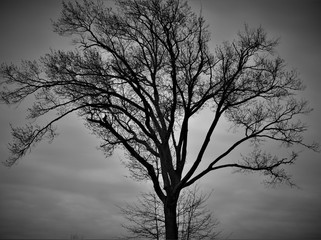 silhouette of a tree