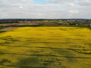 Fototapeta premium Aerial view of yellow rapes field