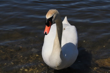 A single white swan swimming on the Lake Constance in Hard, Vorarberg, Austria. 