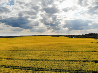 Aerial view of yellow rapes field