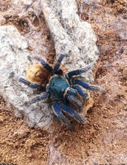Tarantula crawling. A green bottle blue tarantula is crawling on stone. Macro poisonous spider.