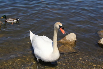 A single white swan swimming on the Lake Constance in Hard, Vorarberg, Austria. 