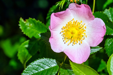 Rosa canina, commonly known as the dog rose - a variable climbing, wild rose species
