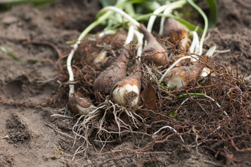 Prace ogrodowe. © Konrad