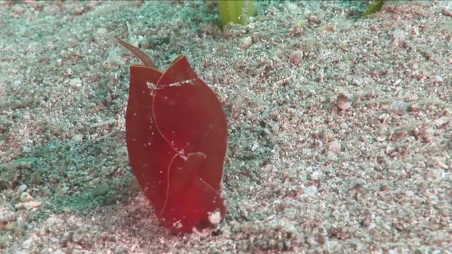 nudibranch  nudi branch nudybranch  underwater slug
