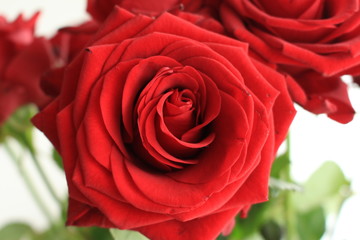 A bunch of red roses in the vase. 