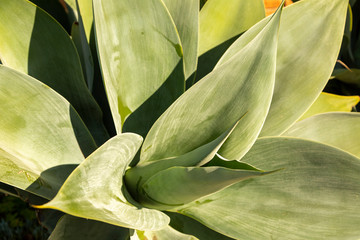 Closeup of a spiral-shaped succulent as seen from above in golden light.