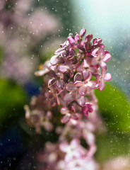 Fototapeta na wymiar lilac flowers in spring