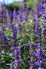 Fototapeta premium Lavenders