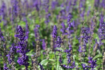 Obraz premium Lavenders