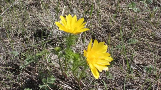 the first spring flowers adonis yellow in the wind in the meadow