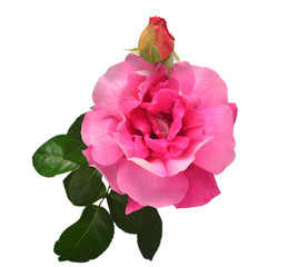 Elegant pink rose with bud isolated on a white background. Beautiful head flower. Spring time, summer. Garden decoration, landscaping. Floral floristic arrangement