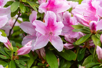 A closeup photo of pink and white rhododendron flowers with raindrops on the flower petals.