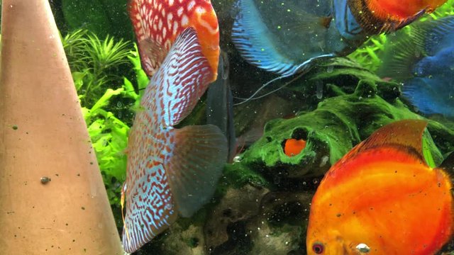 Diskusfische im Aquarium