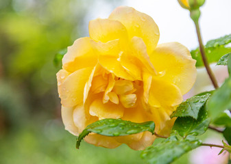 A closeup photo of a yellow rose with drops of water on petals. Green leaves are on right side of frame. Shallow depth of field background.