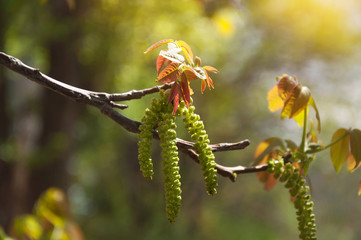 Fototapeta premium A branch of a blossoming nut with the first pink buds and leaves in the sun. Selective focus. Fruit trees in spring.