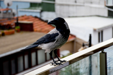 A crow is a bird of the genus Corvus, or more broadly a synonym for all of Corvus.