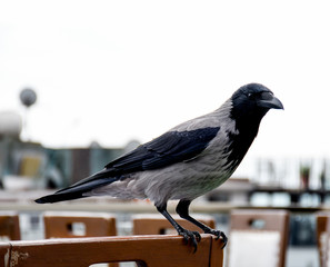 A crow is a bird of the genus Corvus, or more broadly a synonym for all of Corvus.